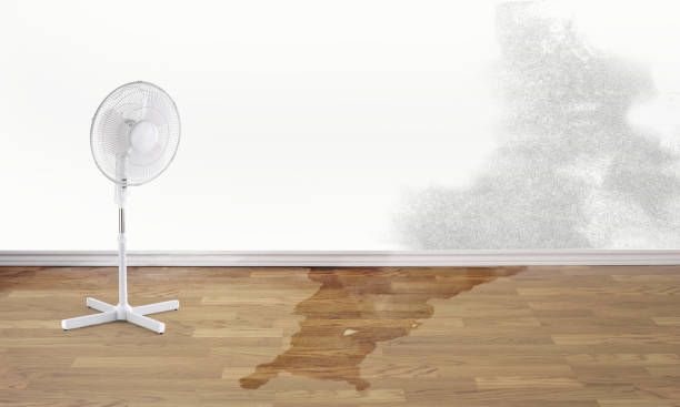Best Water damage contractors near me  in New Bern, NC